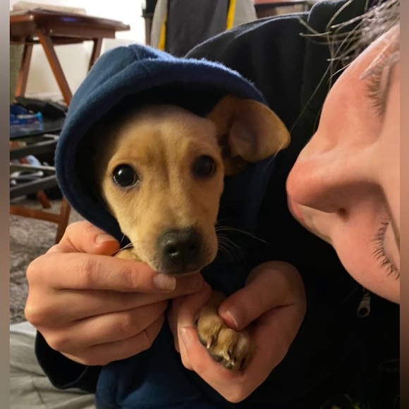 NOVOGRATZ PETS Dog Cat Hoodie Shirt I Only ❤️ My Bed & My Momma I’m Sorry-Drake - Picture 10 of 10